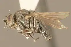 セキユバエ Helaeomyia petrolei