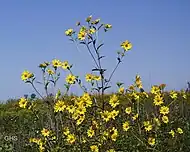 ヒマワリと、その原種とされるHelianthus giganteus(英語版)。油料作物として栽培されるヒマワリは頭花が大きく側枝の無いものが選択されたと考えられる。