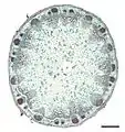 ヒマワリ (キク科) の茎の真正中心柱.