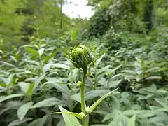 花蕾