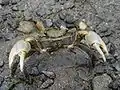 鋏脚を振りあげ威嚇する