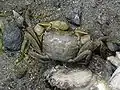 地に伏せる