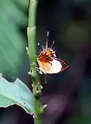 Helicopis cupido, ペルー