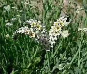 H. curassavicumアレチムラサキ