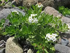 礫石の浜に生育しているものもある。