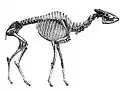 Helladotheriumの骨格（絶滅）