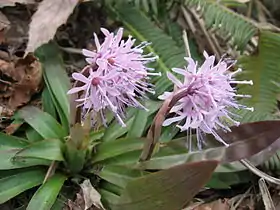 ショウジョウバカマHeloniopsis orientalis