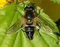 アシブトハナアブHelophilus eristaloideus