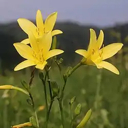 ユウスゲ、伊吹山（滋賀県米原市）、2017年7月28日16時23分に撮影
