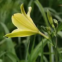 花の側面