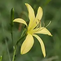 花の細部（正面）