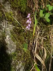 生育環境。苔むした石灰岩に着生していたもの。