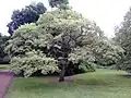 ハリゲヤキの樹形