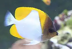 カスミチョウチョウウオ（カスミチョウチョウウオ属）