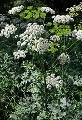 太い茎、毛深い鋸歯状の葉、大きな白い散形花序を持つ草本植物