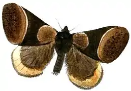 Heracula discivitta （Pseudobistonidae 科）