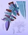 花序の図版すべてM. acuminata