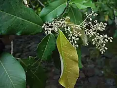 花序