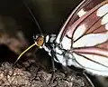 樹液を吸うゴマダラチョウ