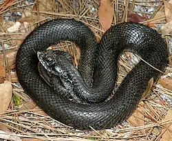トウブシシバナヘビ