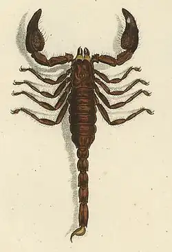 Scorpionidae Latreille,&nbsp;1802