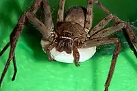 アシダカグモの雌成体正面背甲前縁に白斑がある