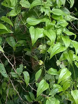 H. japonica