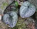 Hexastylis virginica