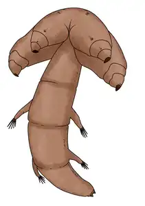 胴部に付属肢を持つ化石シタムシ  Heymonsicambria scandica