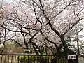 桧原桜