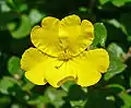 Hibbertia aspera DC.
