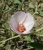 Hibiscus denudatus（北アメリカ南西部）