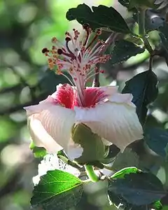 Hibiscus insularis（フィリップ島）