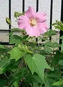 Hibiscus mutabilisフヨウ