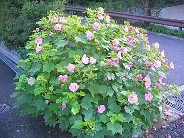 樹形の例