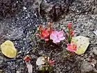 Hibiscus rhodanthus（アフリカ）