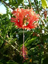 Hibiscus schizopetalusフウリンブッソウゲ（アフリカ）
