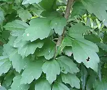 葉