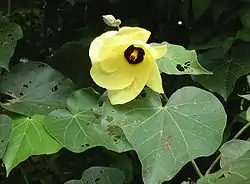 Hibiscus tiliaceusオオハマボウ （オセアニア、東南アジア）