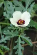 Hibiscus trionumギンセンカ （地中海沿岸）