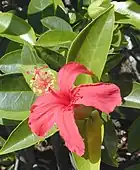 Hibiscus clayi（ハワイ）