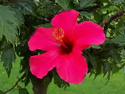 Hibiscus rosa-sinensisブッソウゲ （東南〜東アジア）