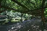 雲形池前の藤棚