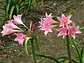 アマクリナム（属間交配種）  x Amarcrinum howardii