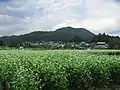 ソバ畑と日和田山