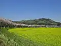 春の巾着田