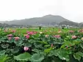 夏の巾着田