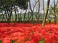 秋の巾着田
