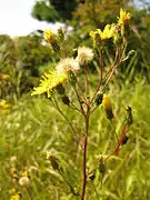 散房状につく頭花。
