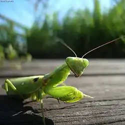 ハラビロカマキリ